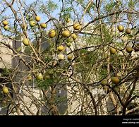 Image result for Stone Apple Tree
