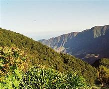 Image result for Madeira Nature