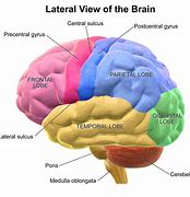 Image result for The Brain Lobes