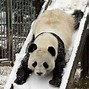 Image result for Cute Panda Taking Shot