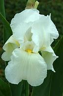 Image result for Iris Bianca (Germanica-Group)