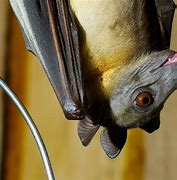 Image result for Straw-Coloured Fruit Bat