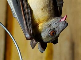 Image result for Straw-Coloured Fruit Bat