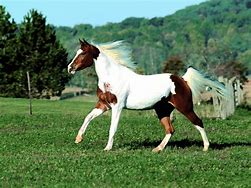 Image result for Paint Horse Screensaver