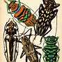 Image result for Cute Cartoon Bugs and Insects