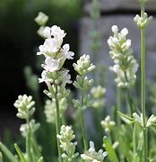 Image result for Lavandula angustifolia White Fragrance