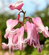 Image result for Dicentra Candy Hearts