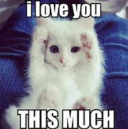 Image result for Love You Cat Meme