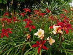 Image result for Hemerocallis Helle Berlinerin