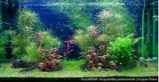 vasche aperte per acquari realizzazione di acquari su misura roma aquarium vasche aperte per acquari realizzazione di acquari su misura roma aquarium