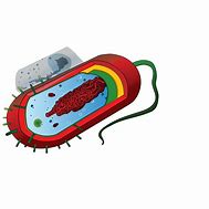 Image result for Animal Cell SVG