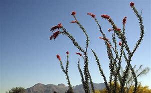 Image result for Desert Ocotillo Cactus