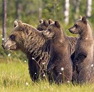 Image result for Animal Wallpaper