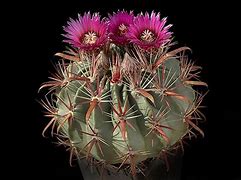 Image result for Cactaceas