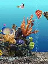 Image result for Underwater Phone Wallpaper