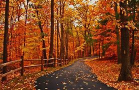 Image result for Trail in Woods during Fall