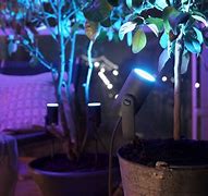 Image result for Philips Hue Lily
