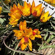 Image result for Tulipa aucheriana Mara