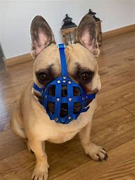 Image result for Cool Dog Muzzle