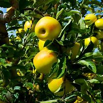 Image result for Golden Delicious Apple Tree Summer