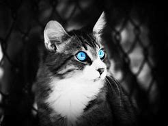 Image result for White Fluffy Cat Blue Eyes