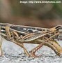 Image result for Grasshoppers Giant From Nitrogen