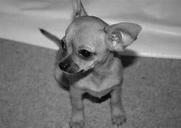 Image result for Tan Chihuahua Puppies