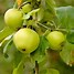 Image result for Plant Starts with Aq and Colour Is Called Green Apple