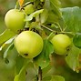 Image result for Green Apple Looking Fruit