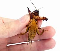 Image result for What Do Mole Crickets Eat