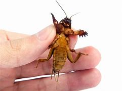 Image result for Squished Mole Cricket