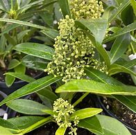 Image result for Skimmia confusa Kew Green