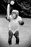 Image result for Monkey Playing Baseball