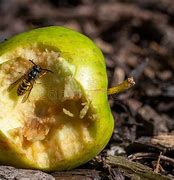 Image result for Yellow Jacket in Apple Tree