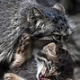 Image result for grumpiest cats