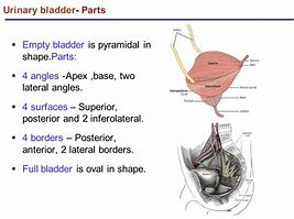Image result for True Ligaments of Bladder