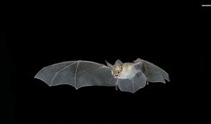 Image result for Bat Wings Wallpaper