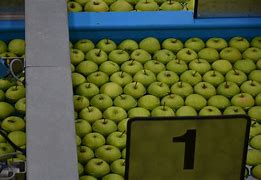 Image result for Picture of 9 Apple for Kids