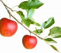 Image result for Apple Tree Branch PNG