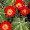 Image result for Barrel Cactus Adaptation to Desert