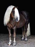 Image result for Black Forest Horse Dressage
