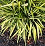 Image result for Yucca filamentosa Color Guard