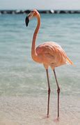 Image result for Flamingos in Bahamas