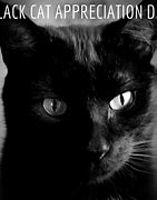 Image result for Thursday Black Cat