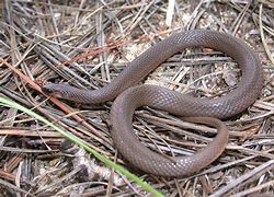 Image result for Savages Earth Snake