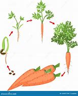 Image result for Carrot Growing Process