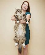 Image result for Biggest Domesticated Cat in the World