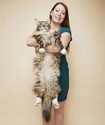 Image result for World's Longest Cat