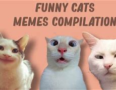 Image result for Most Funny Cat Memes