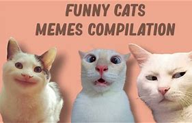 Image result for Bad Advice Cat Meme